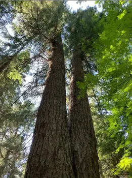 ​Кедр из Ханты-Мансийска признан одним из самых старых деревьев страны