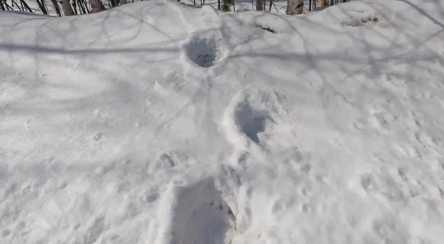 В Сургутском районе обнаружили следы крупного медведя